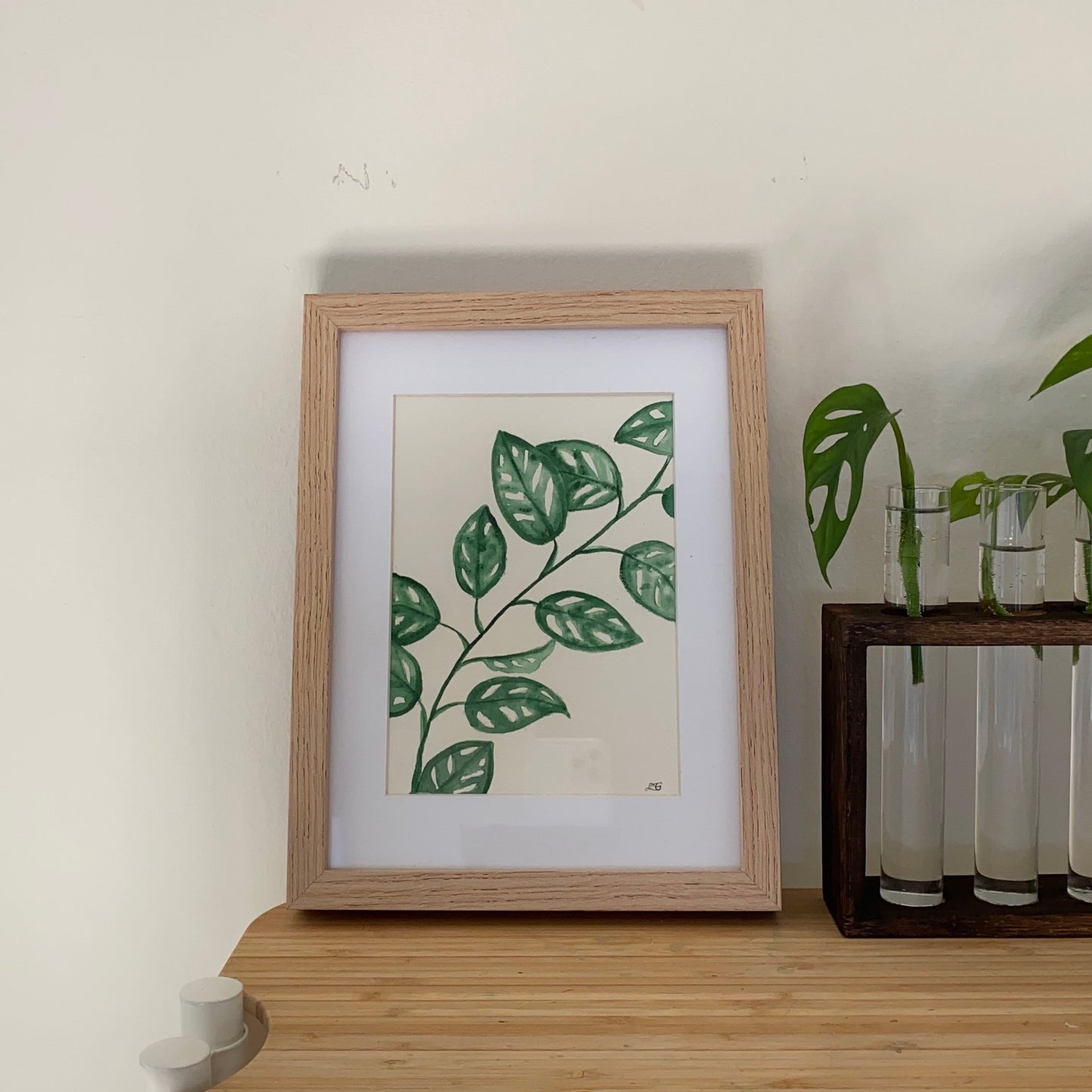 Monstera Adansonii Branch