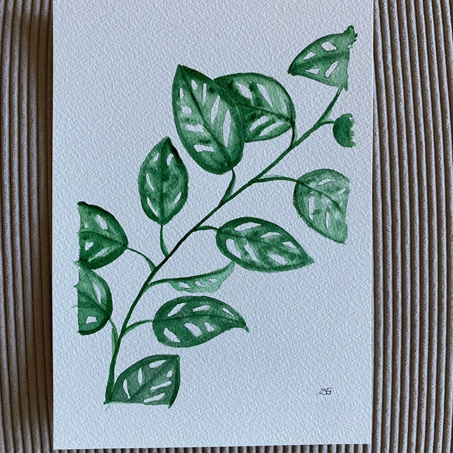 Monstera Adansonii Branch