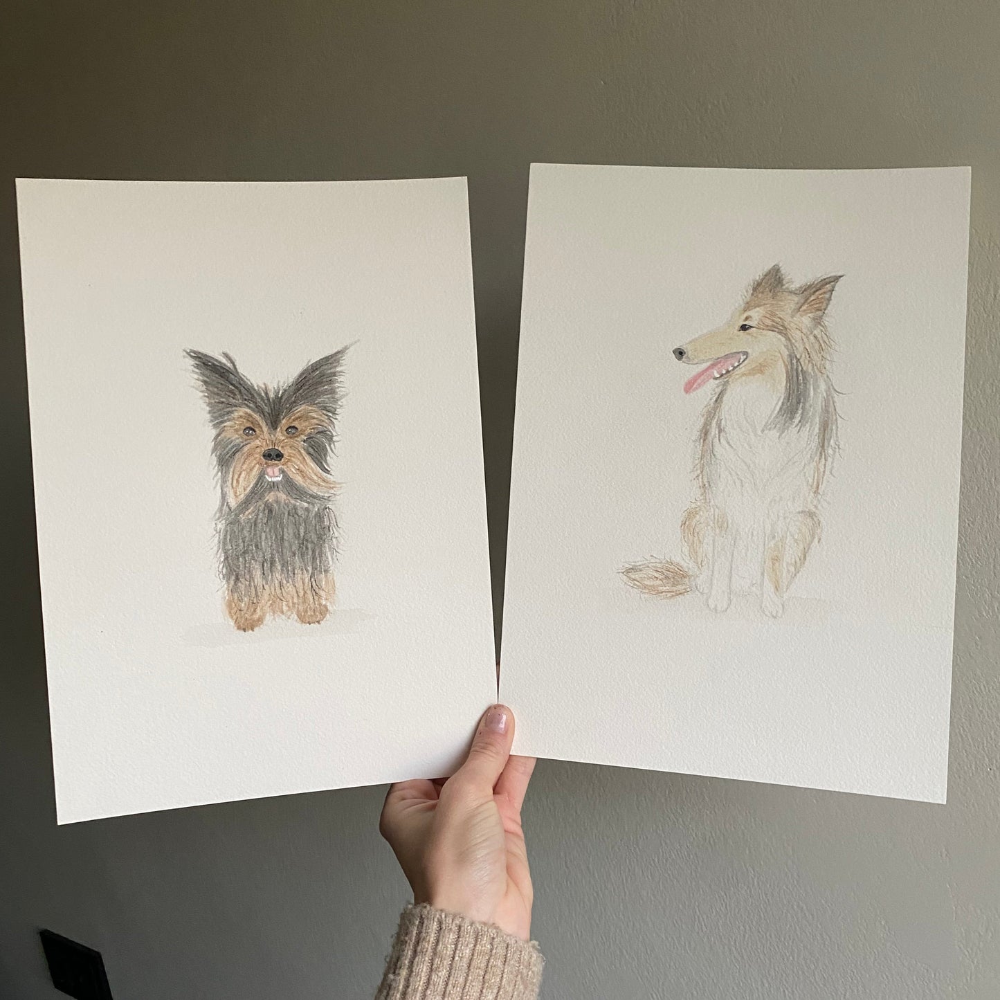 Yorkshire & Collie