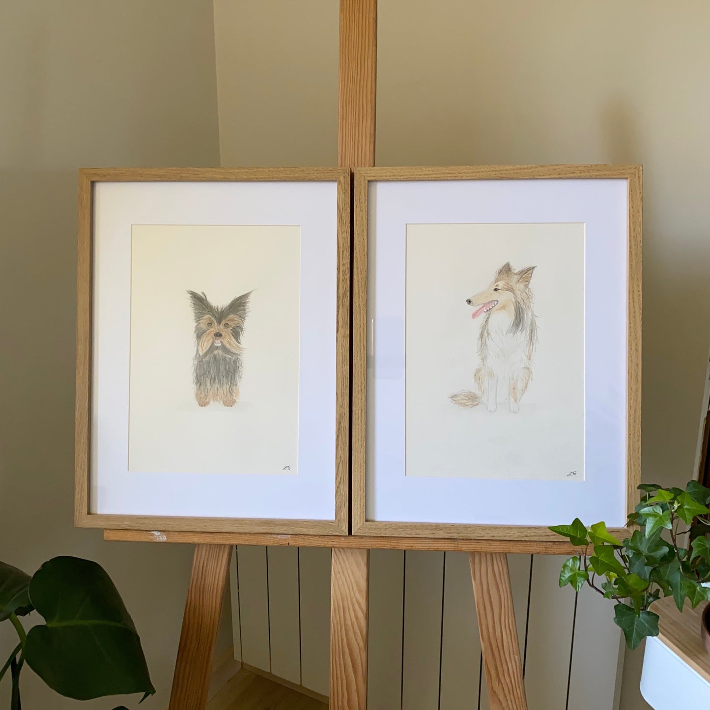 Yorkshire & Collie