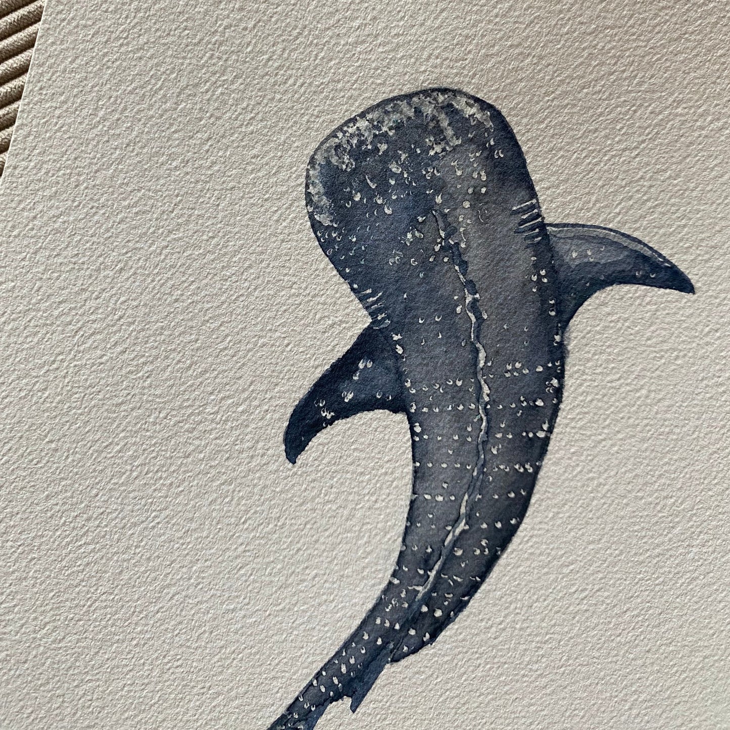 Whale Shark