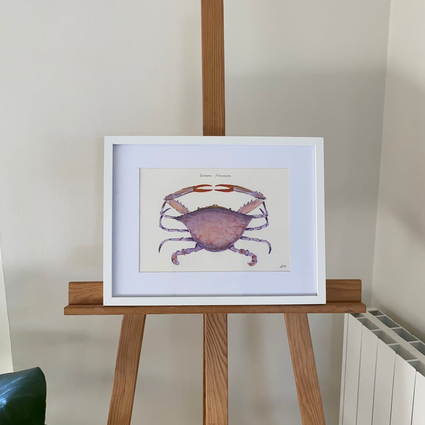 Purple Crab