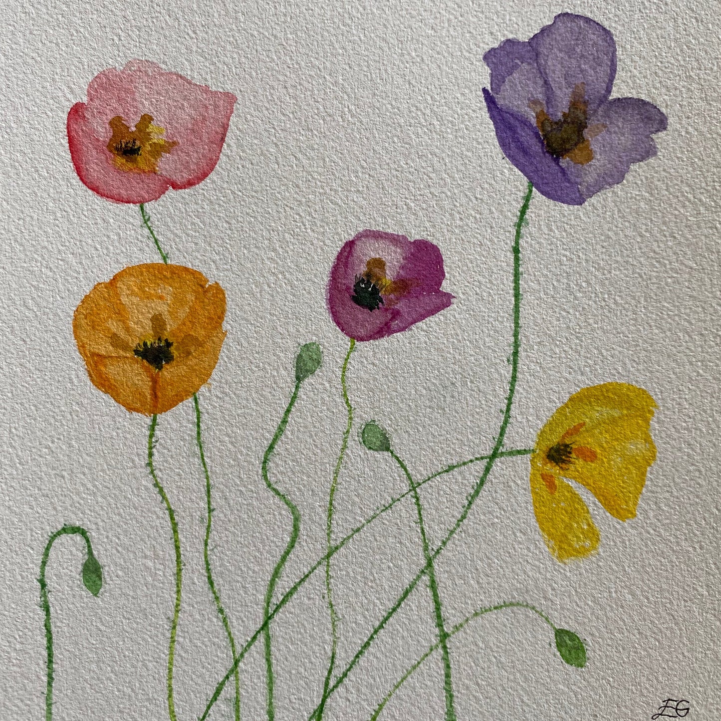 Poppies
