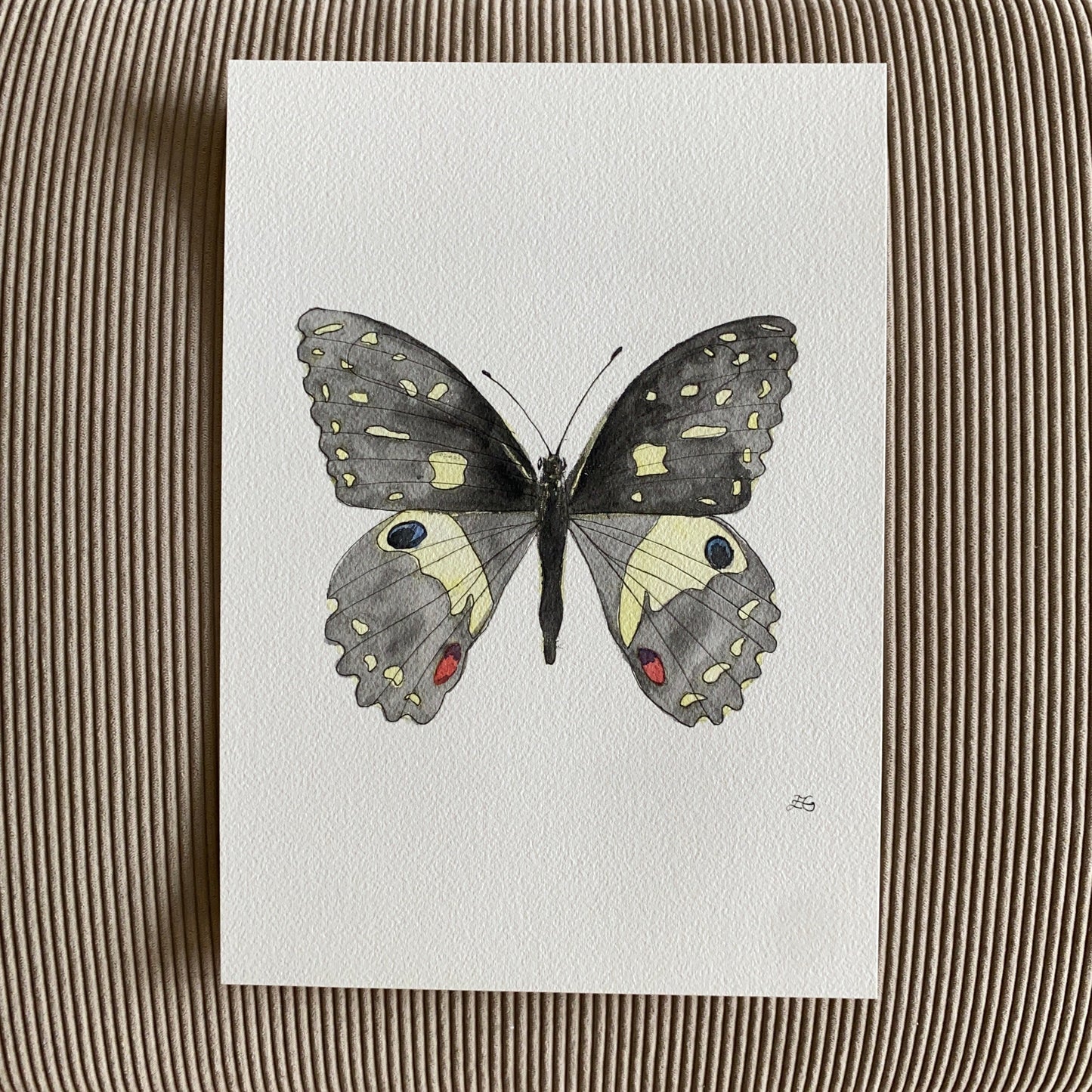 Papilio Demoleus Butterfly