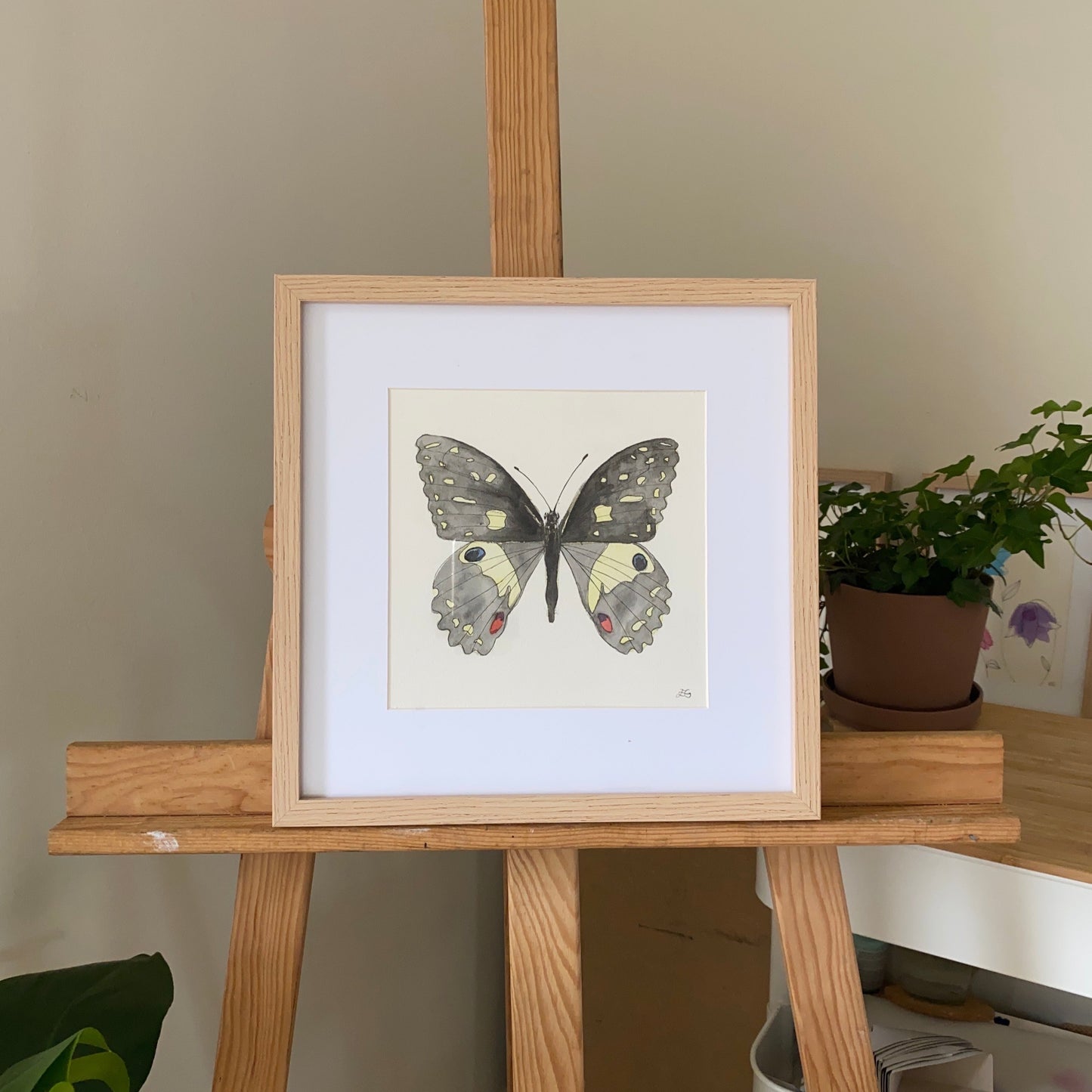 Papilio Demoleus Butterfly